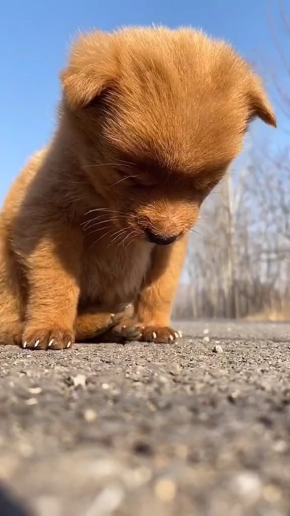 可爱的狗狗#站着都能睡着的可爱狗狗