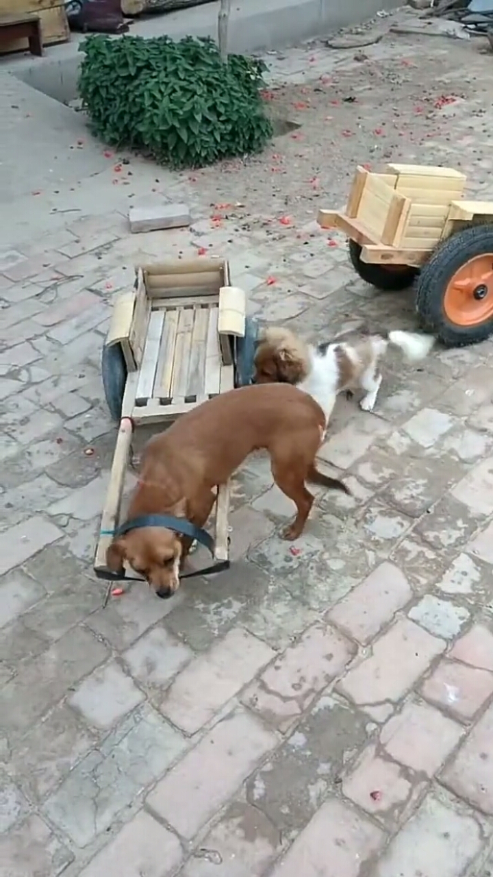 我家萌宠成精啦#小黄狗拉车,一看就是老司机