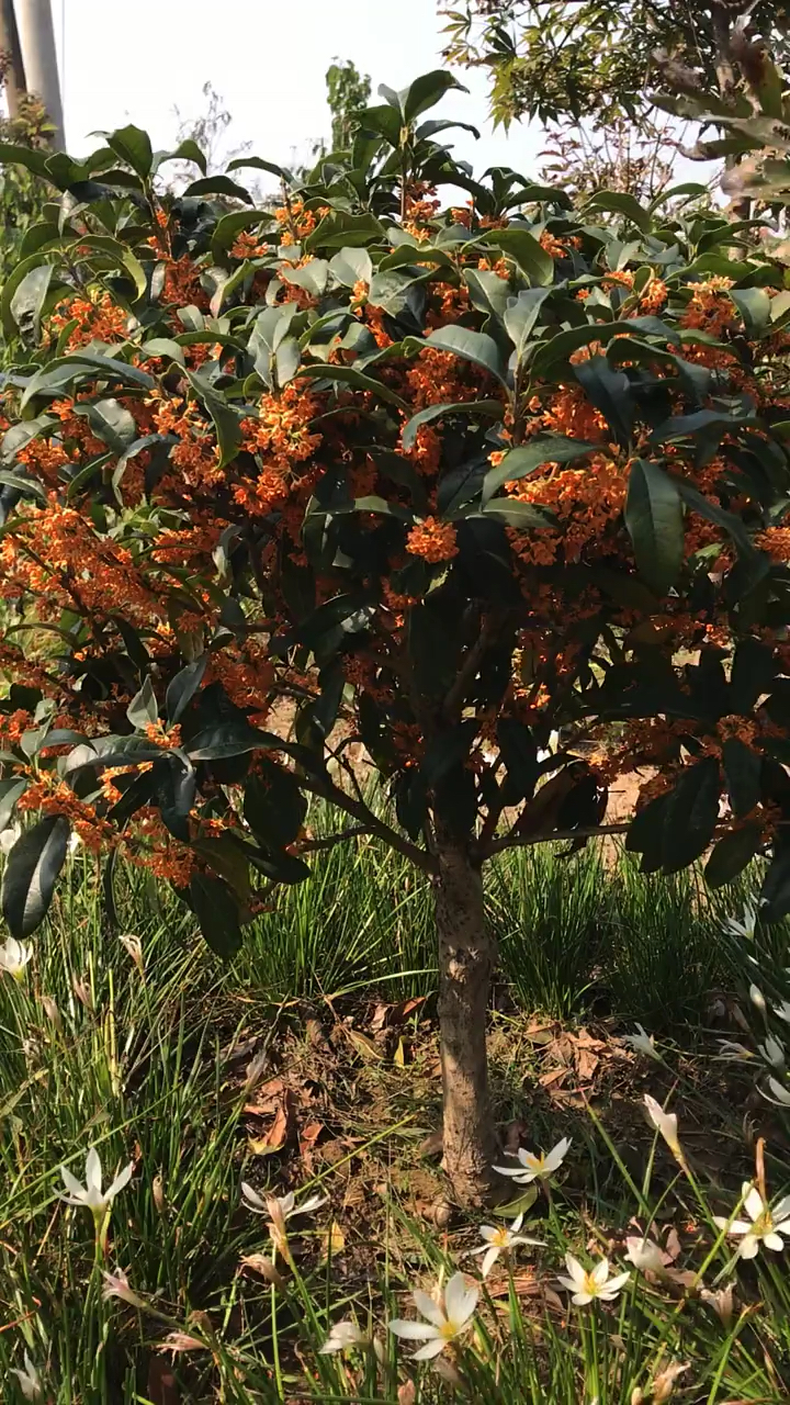 爆花品种沉香桂花苞,爆满,浓香型花卉喜欢的双击加关注.