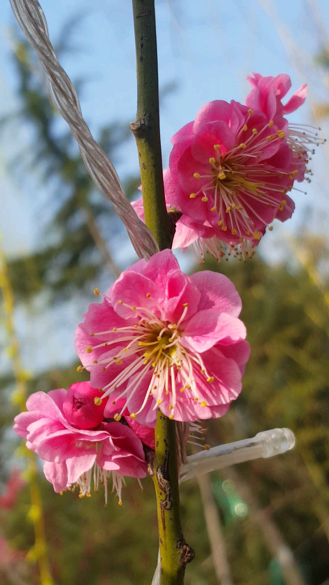 漂亮的红梅花