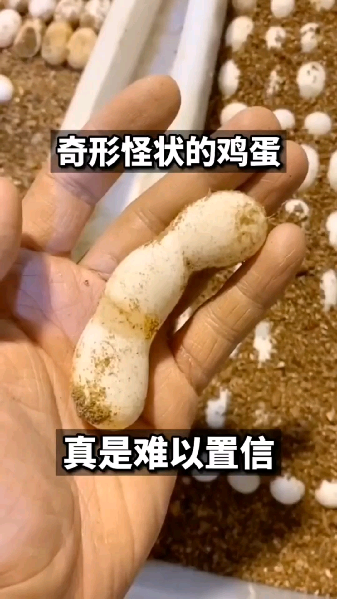 奇形怪状的鸡蛋长见识了