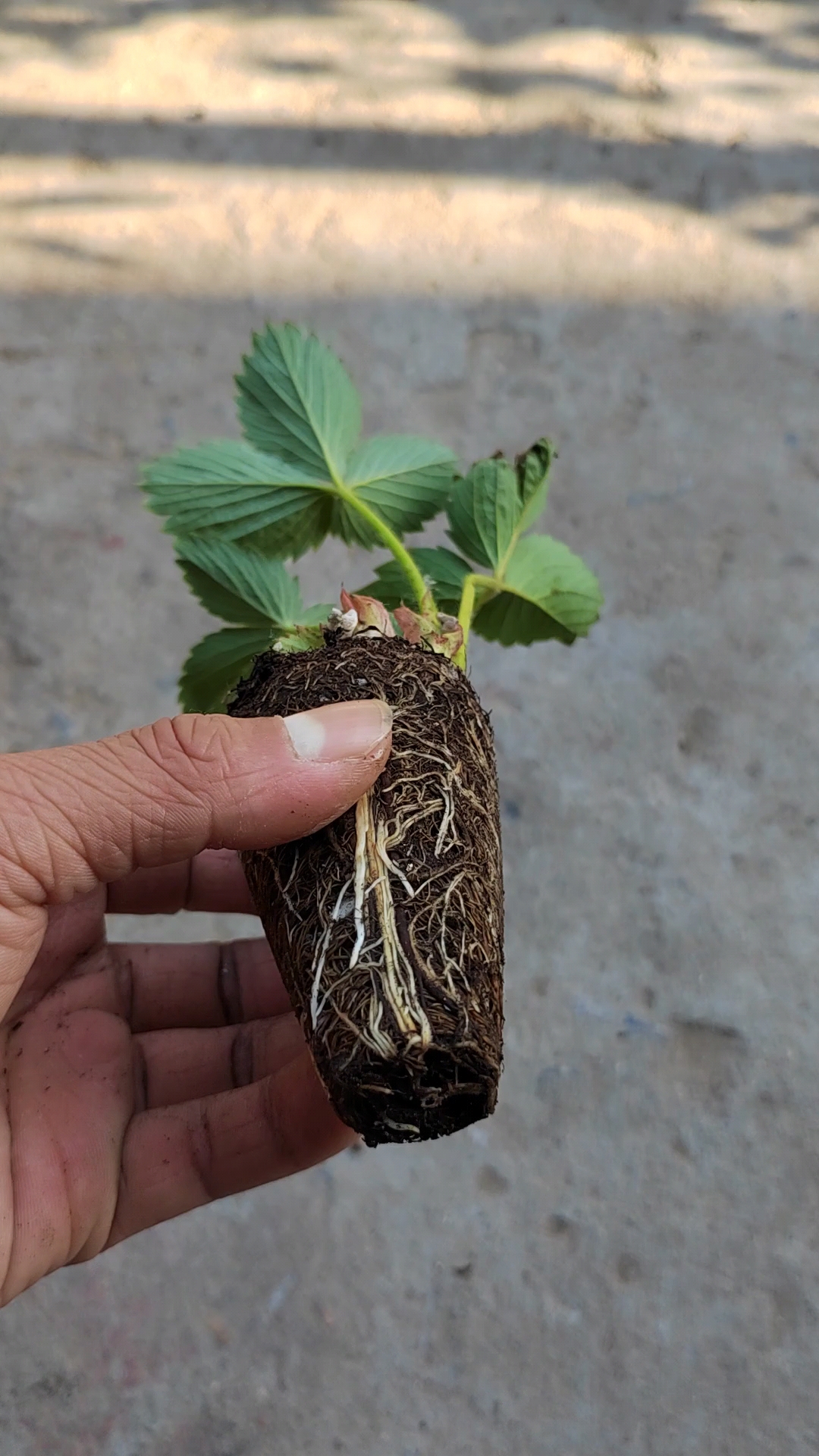 脱毒草莓苗育苗基地,种苗生产苗都有