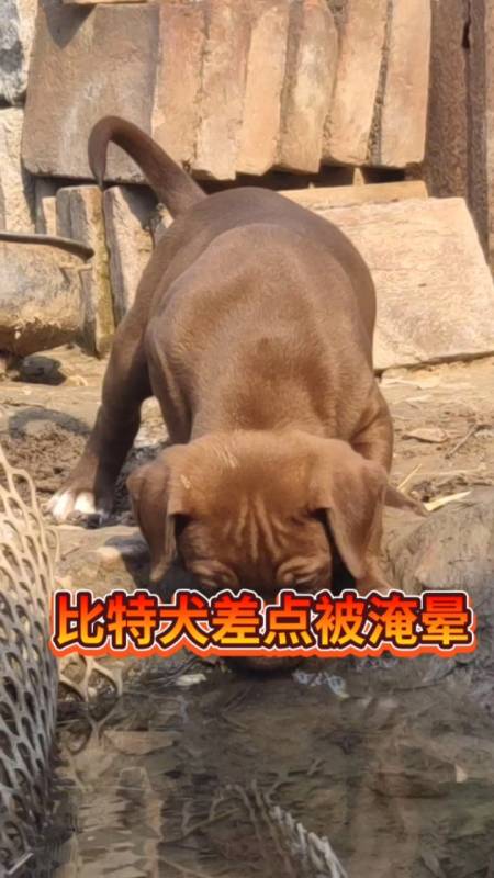 比特犬‰是不是你喜的款%比特犬%比特精神%爱猛犬