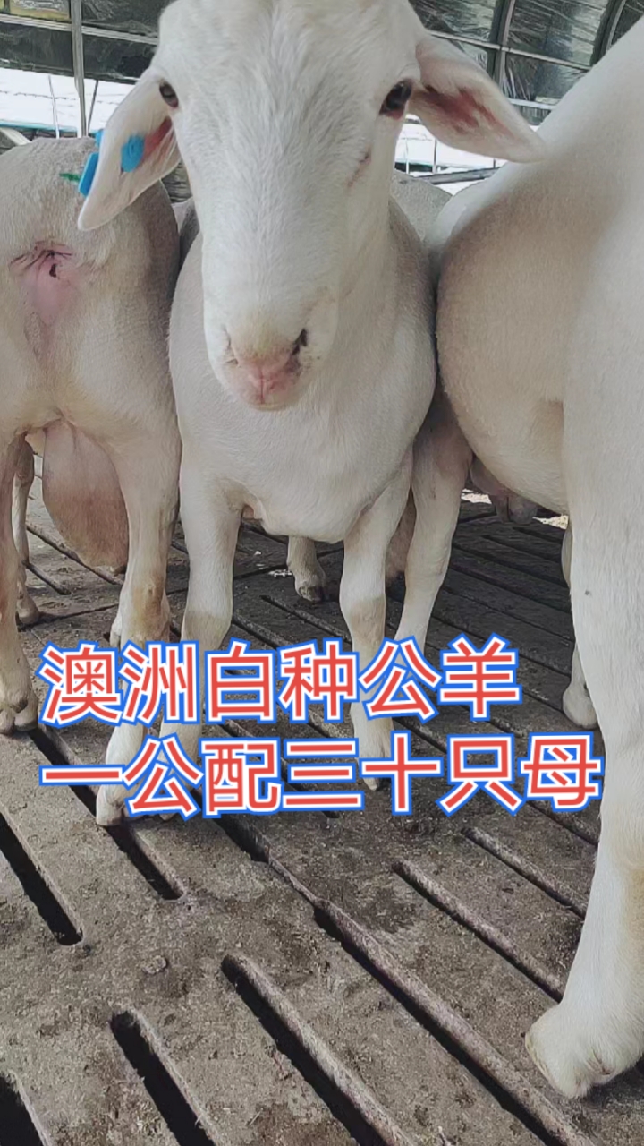 养羊#澳洲白种公羊种母羊都有,有喜欢的朋友留言.