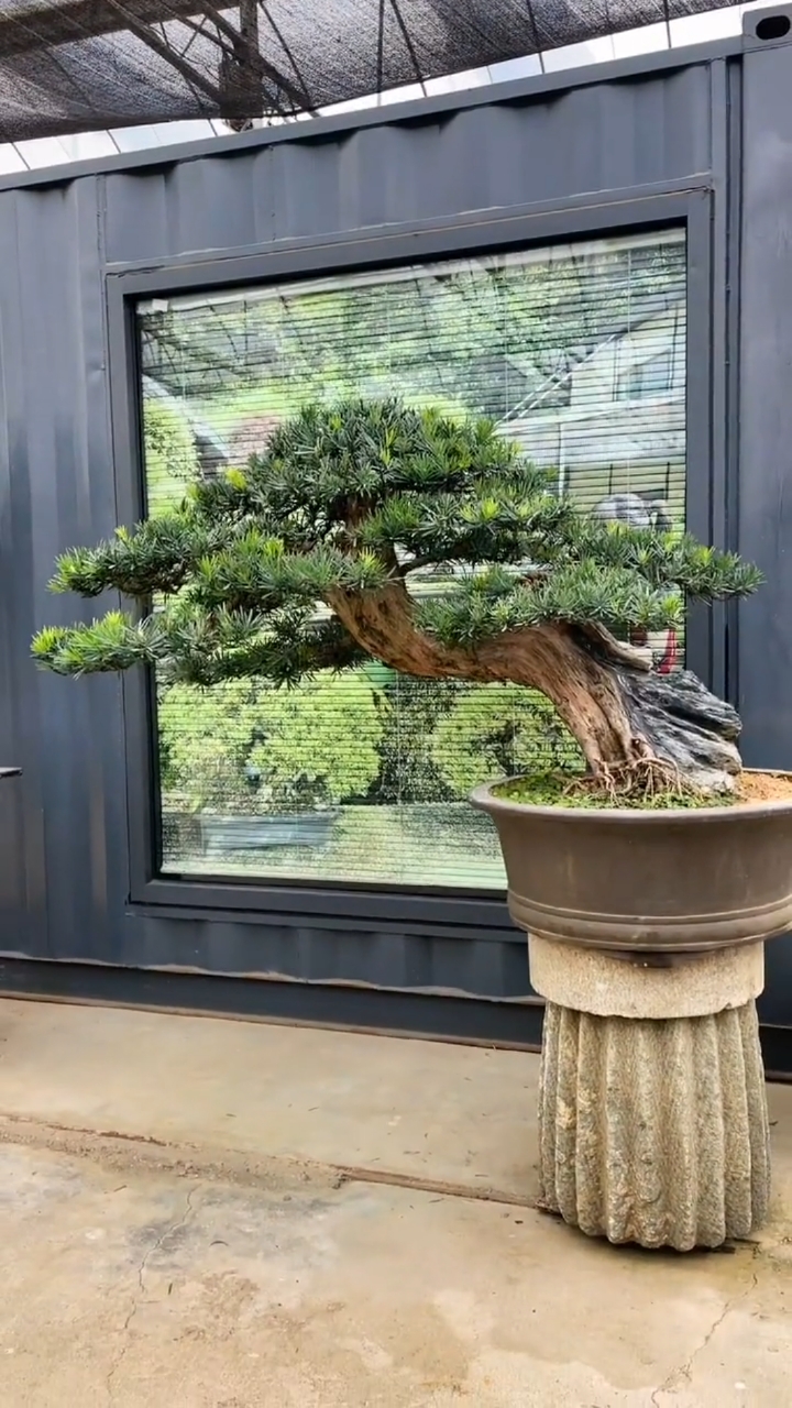 这临水罗汉松.喜欢吗