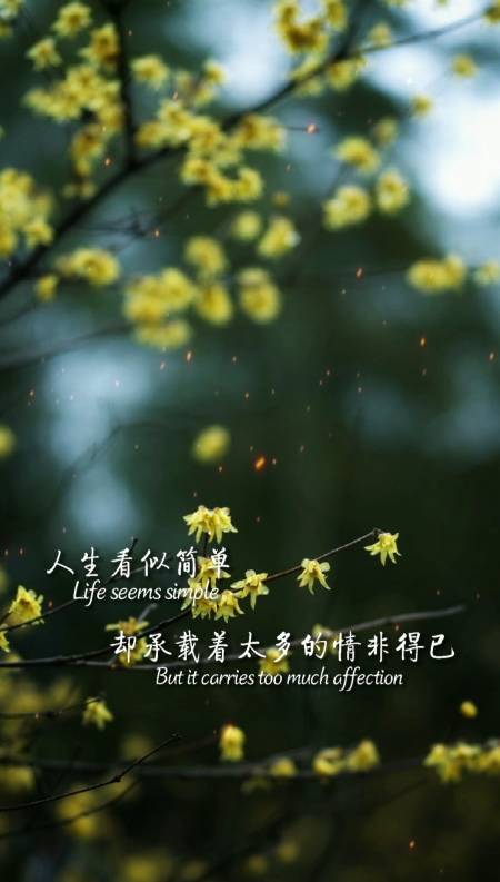 人生看似简单,却承载着太多的情非得已;生活看似容易,却让人身不由己
