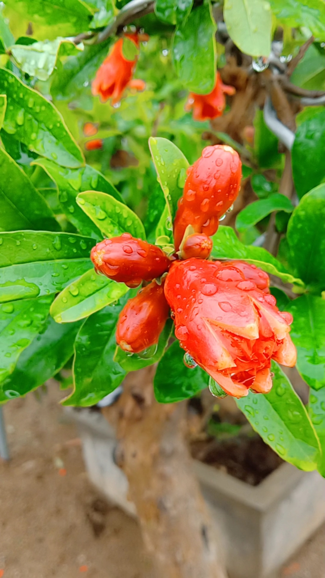 千奇百怪盆景桩#火红的石榴花寓意红红火火,喜事登门!