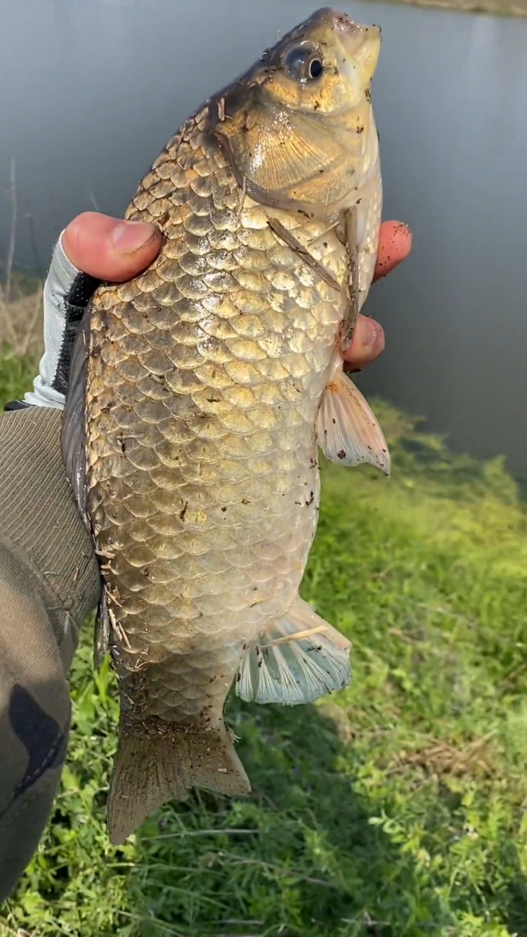 钓鱼#传统钓大板鲫,温度高了采取追星钓法,观察水面哪里有鱼星,鲫鱼