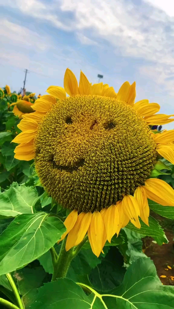笑脸向日葵