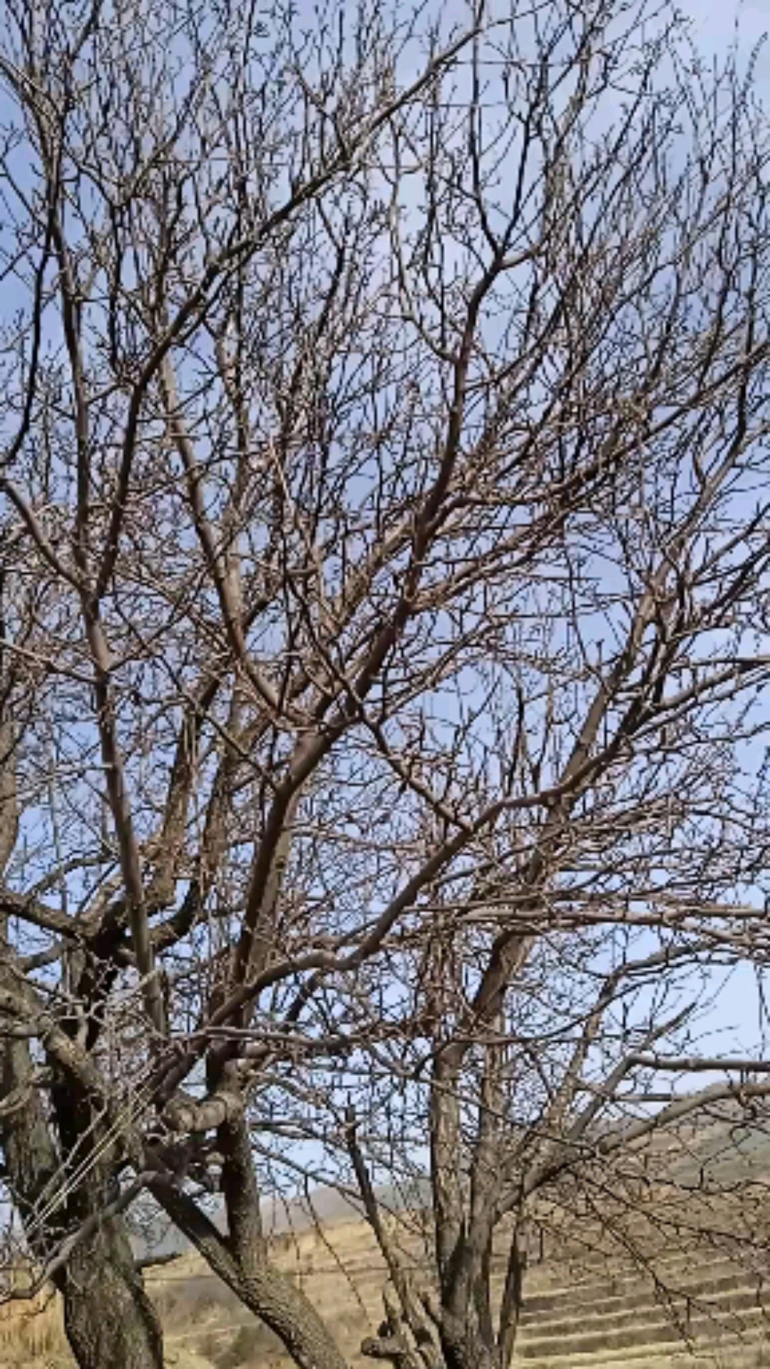 冬天的梨树图片