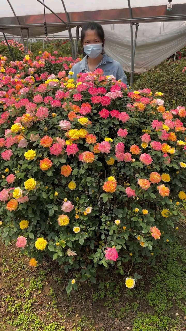 藤本月季藤彩虹開花彩色花量多花期長多季循環開花