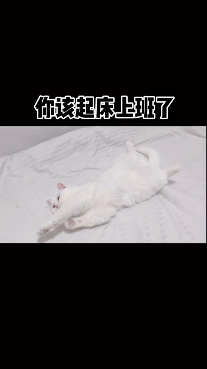 你该起床上班了,打工喵,早安!