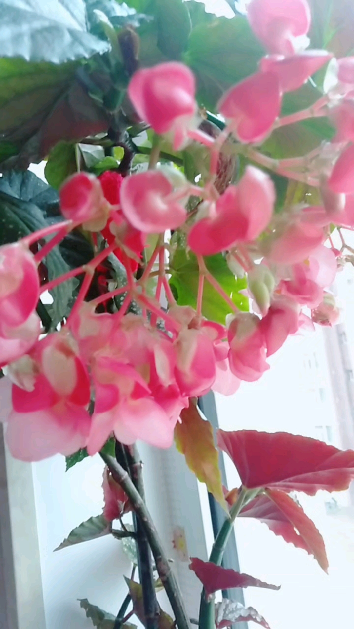 记录生活这竹节海棠花开的多好看啊