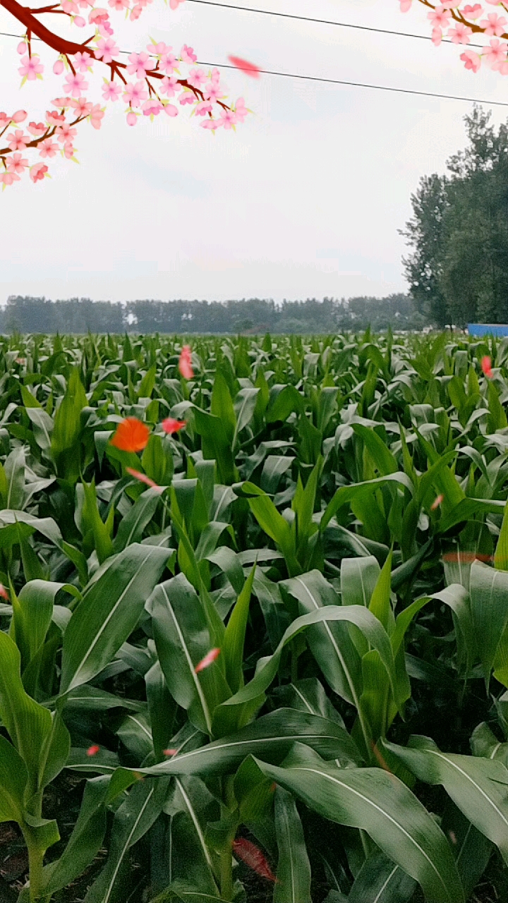 今年风调雨顺,又是丰收的一年