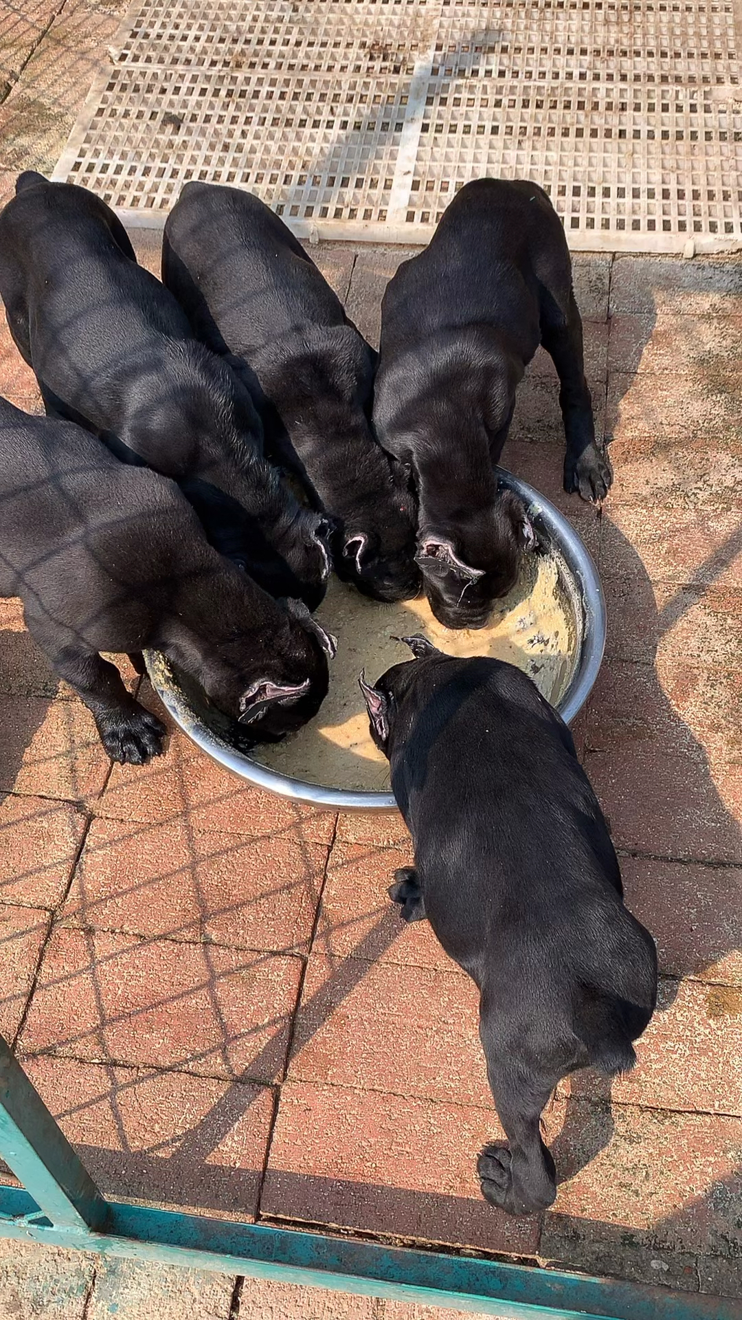 意大利卡斯罗护卫犬卡斯罗护卫犬吃饭