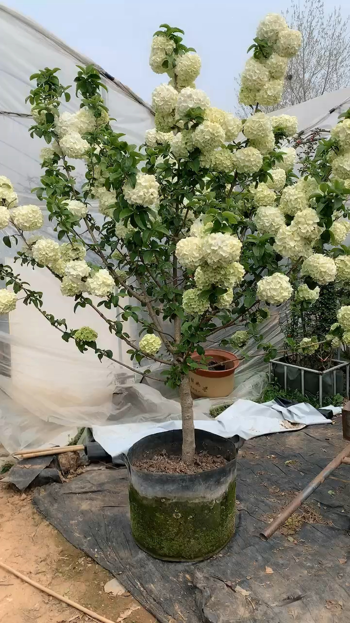 中华木绣球又名斗球花开如斗耐寒耐旱南北方都可以栽植-度小视