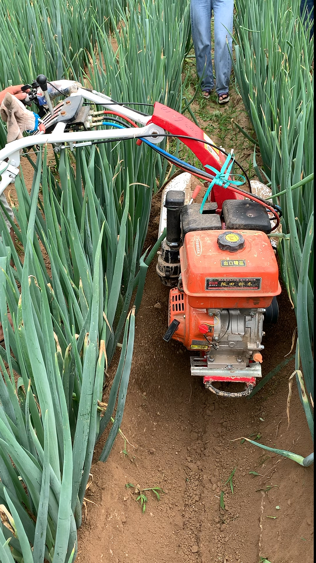 开沟培土机#新款大葱开沟培土机