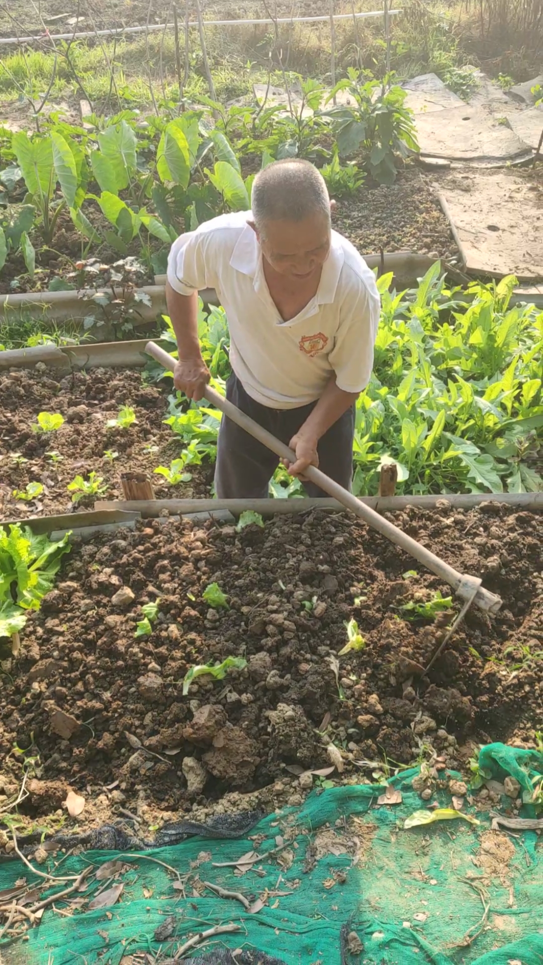 辛勤的农民伯伯又开始干活啦