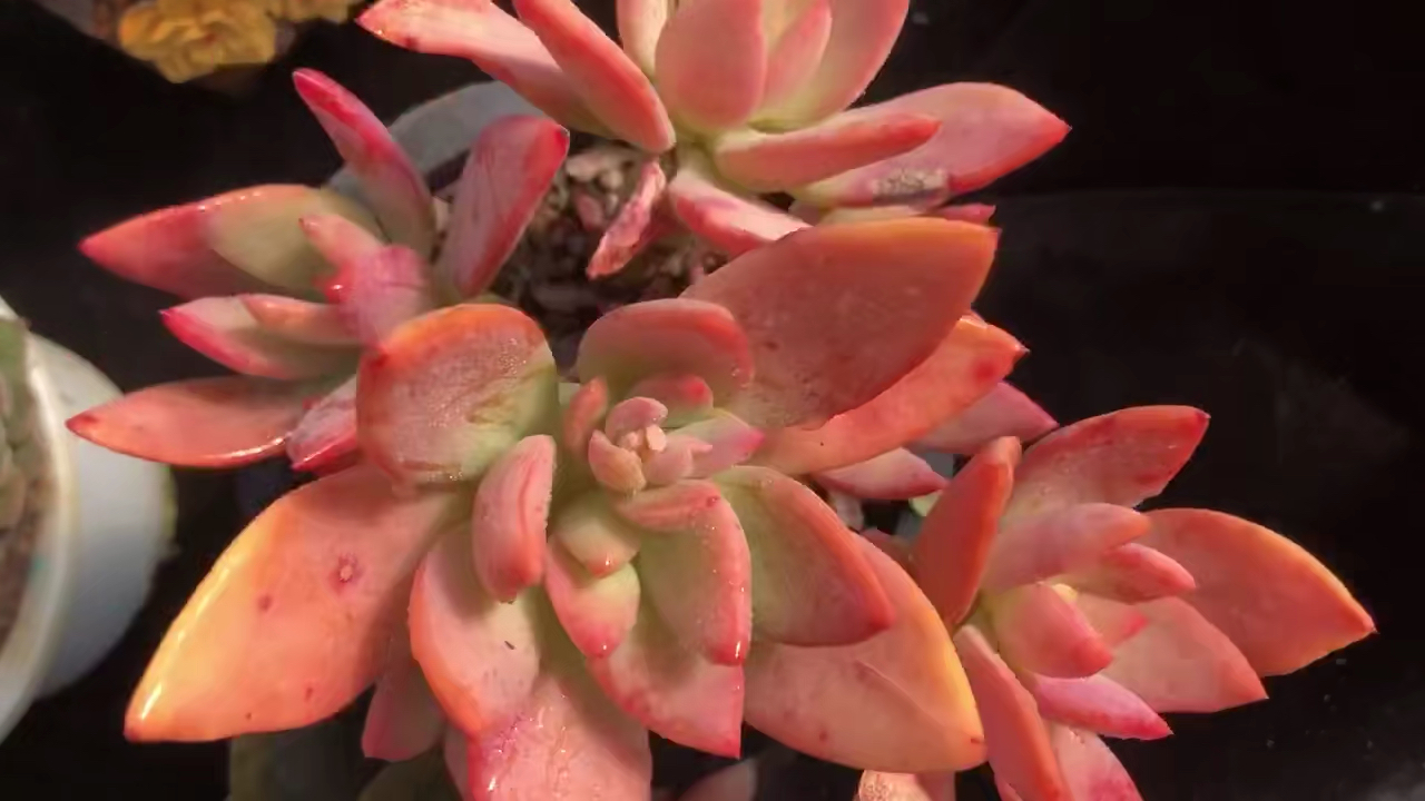 芒果美人,很多人都没有见过的一个新品种