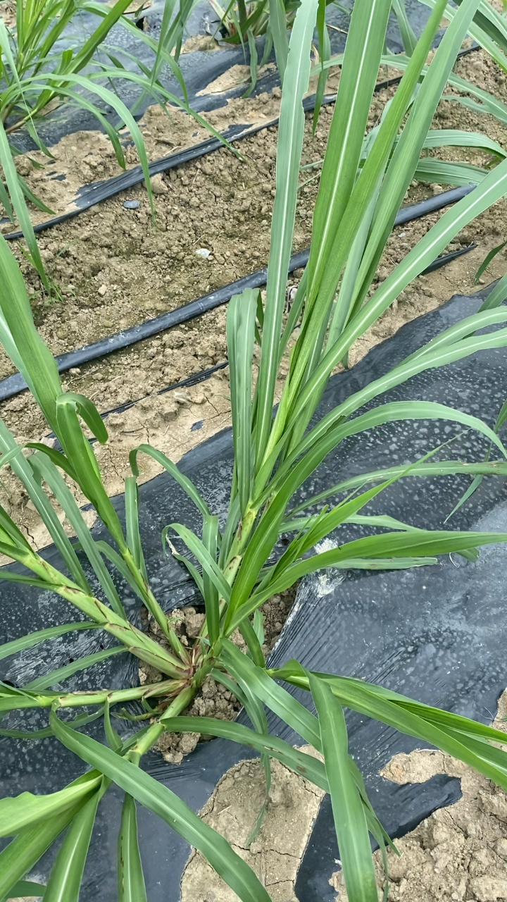 优质牧草亩产3060吨一次种植收割20年军粮一号黄金牧草