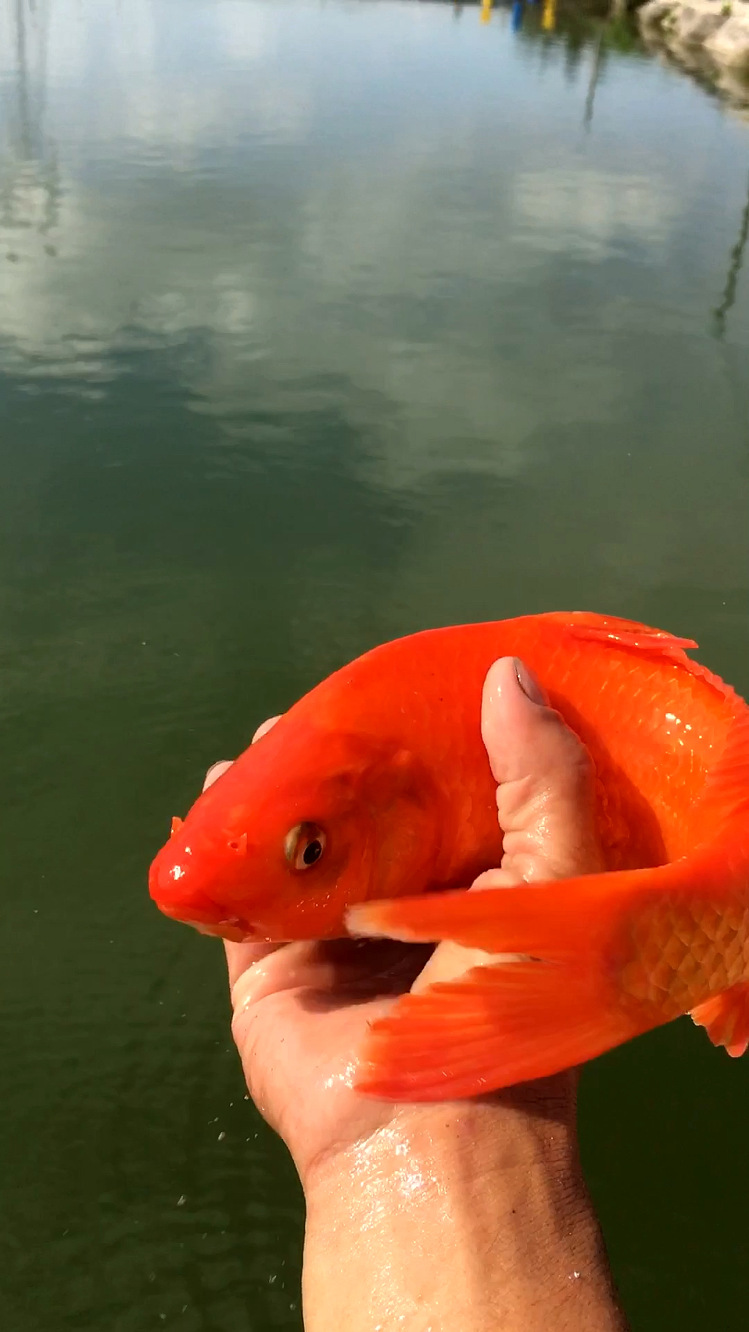 红鲤鱼下塘,祝大家日子过得红红火火