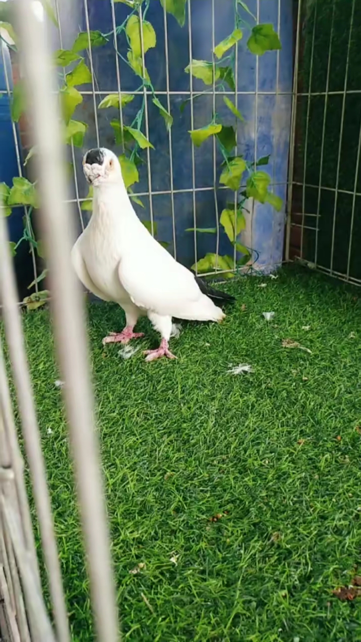 鸽魔精品老款虎头大点子