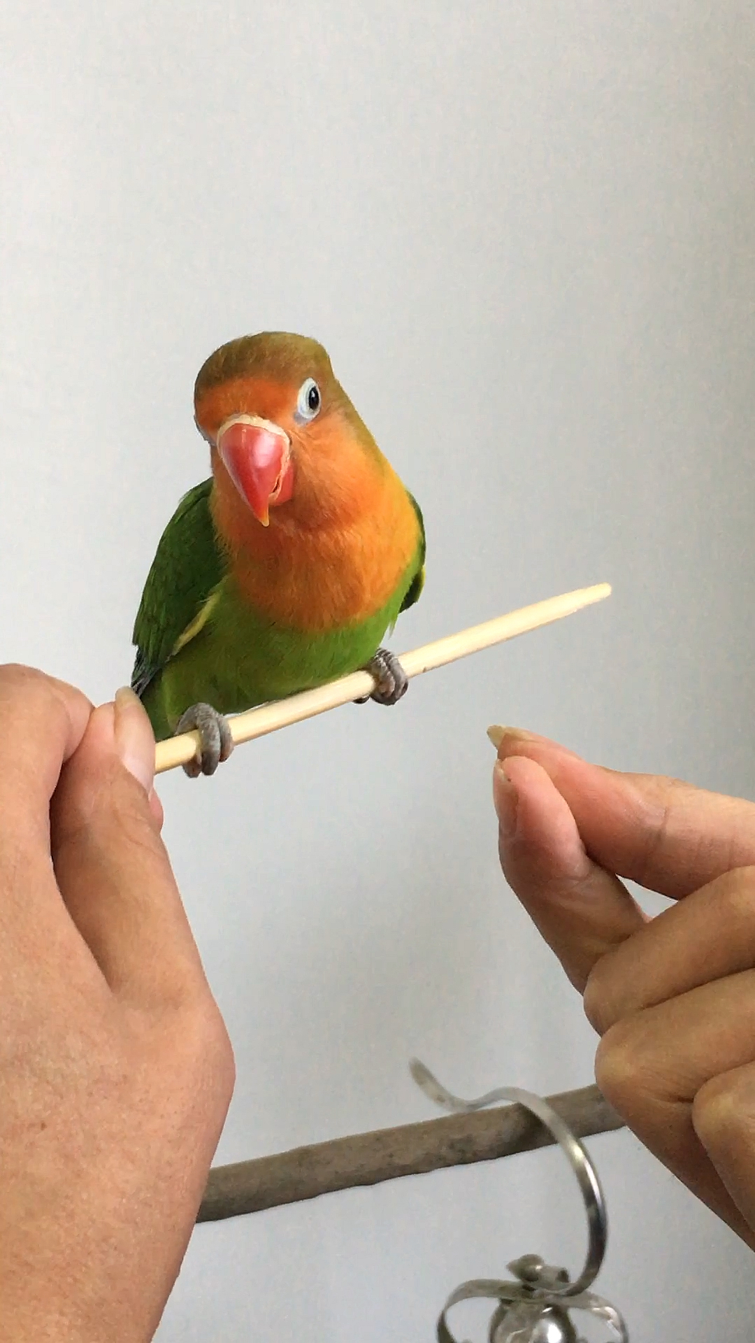 神宠来袭训练小鹦鹉做单杆也是非常厉害