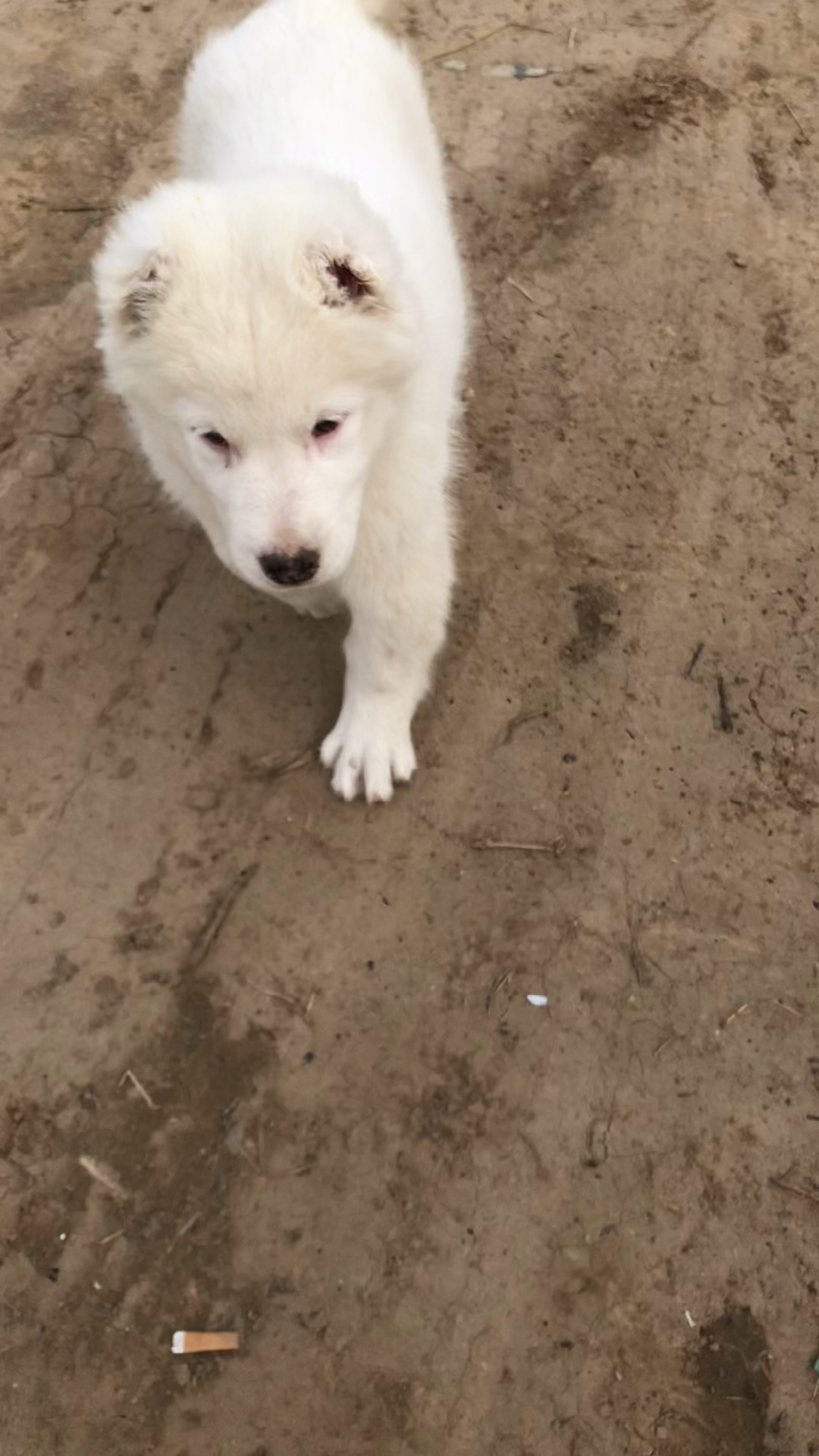 我要上热门#纯白中亚牧羊犬