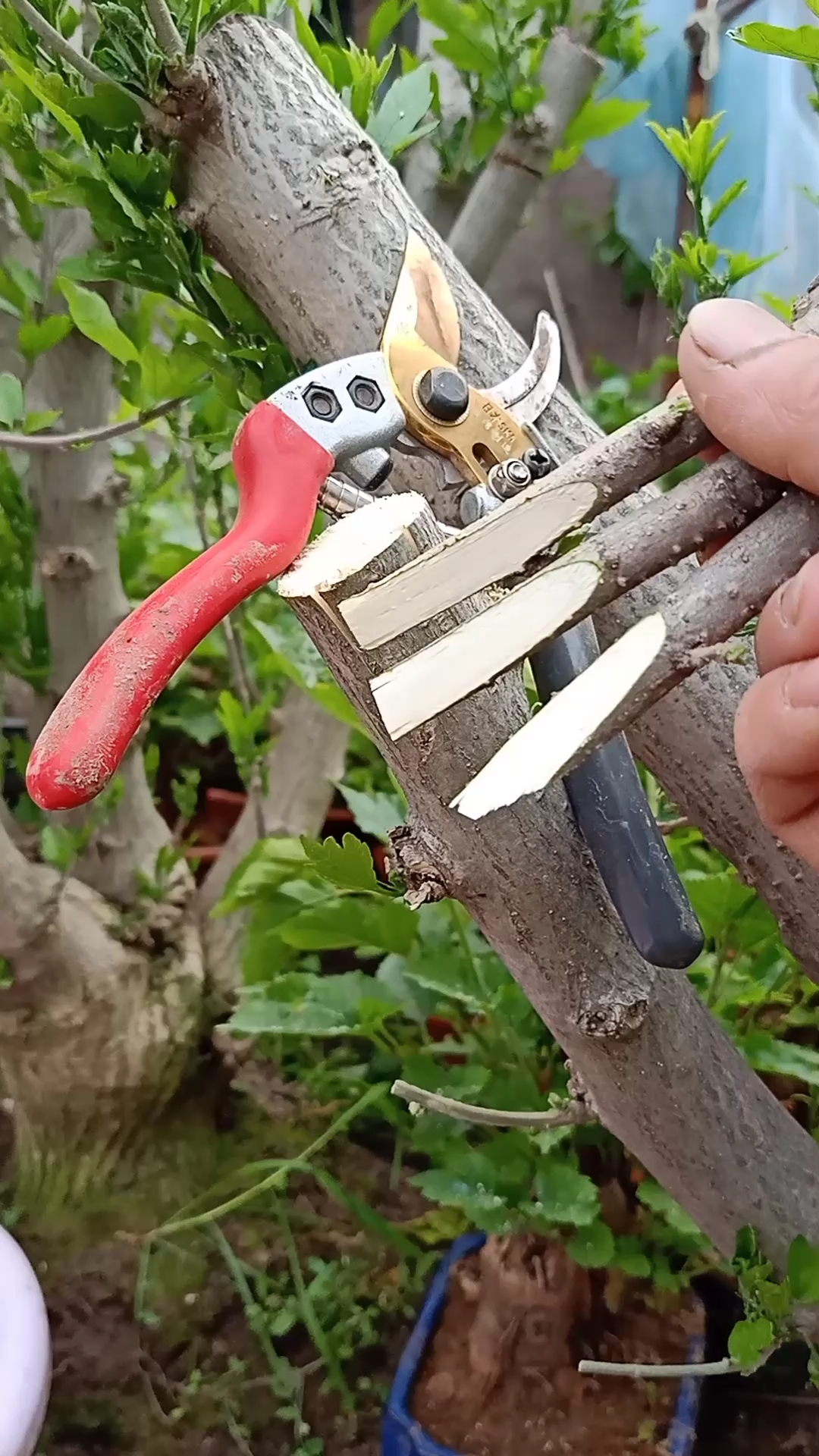 嫁接技术#插皮接适合嫁接大树,成活率极高-度小视