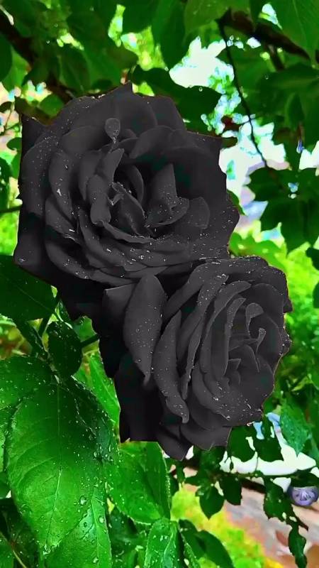 暗黑系玫瑰花菏泽的新品种送给女朋友怎么样