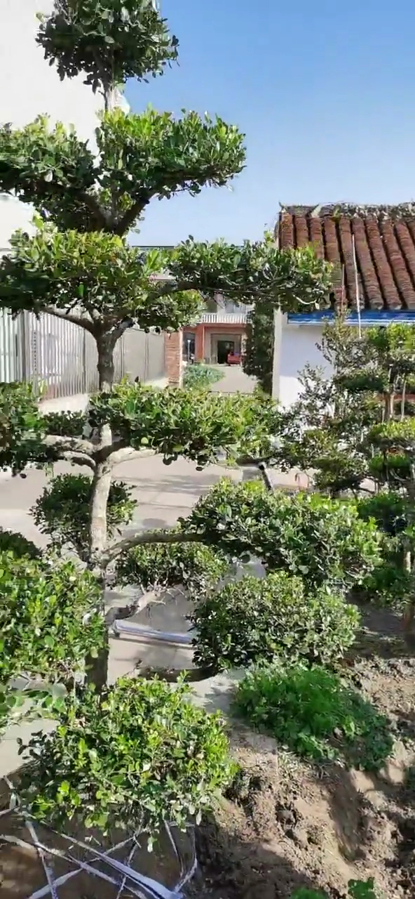造型瓜子黄杨造型树适合庭院别墅农家小院绿化栽植