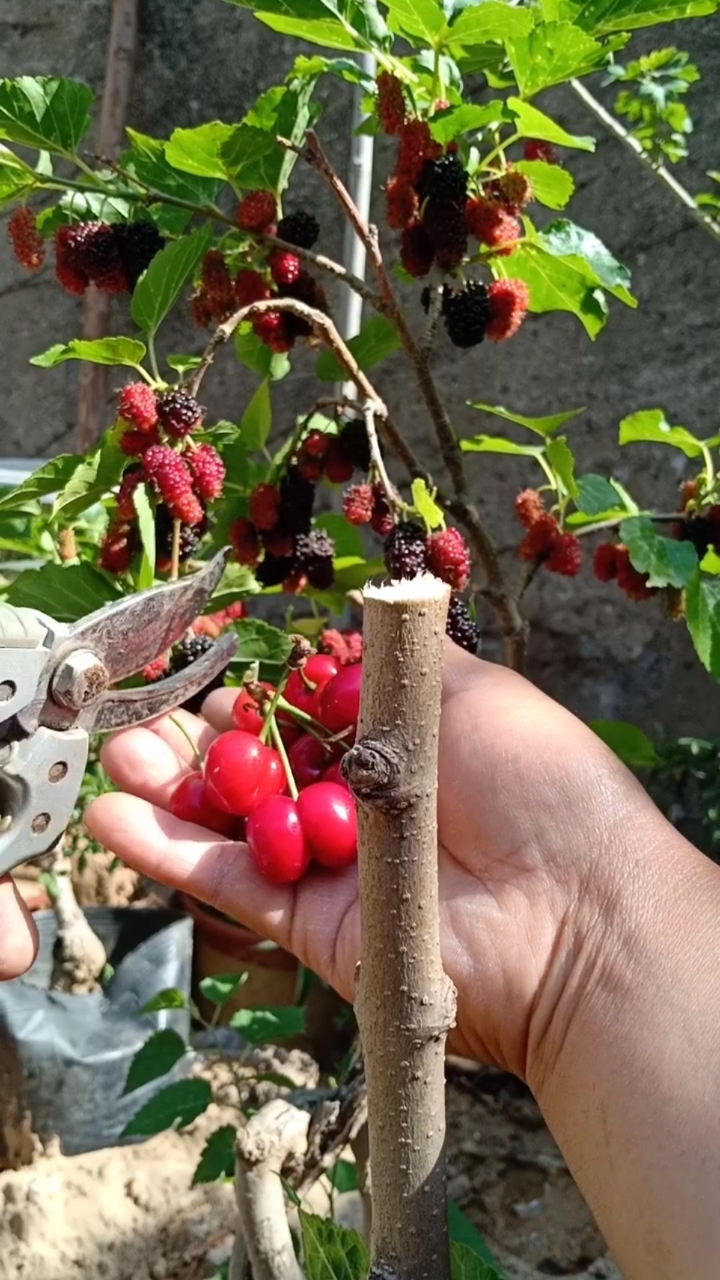 嫁接高手#倒芽接四季果桑技术,成活率极高,提高产量千倍