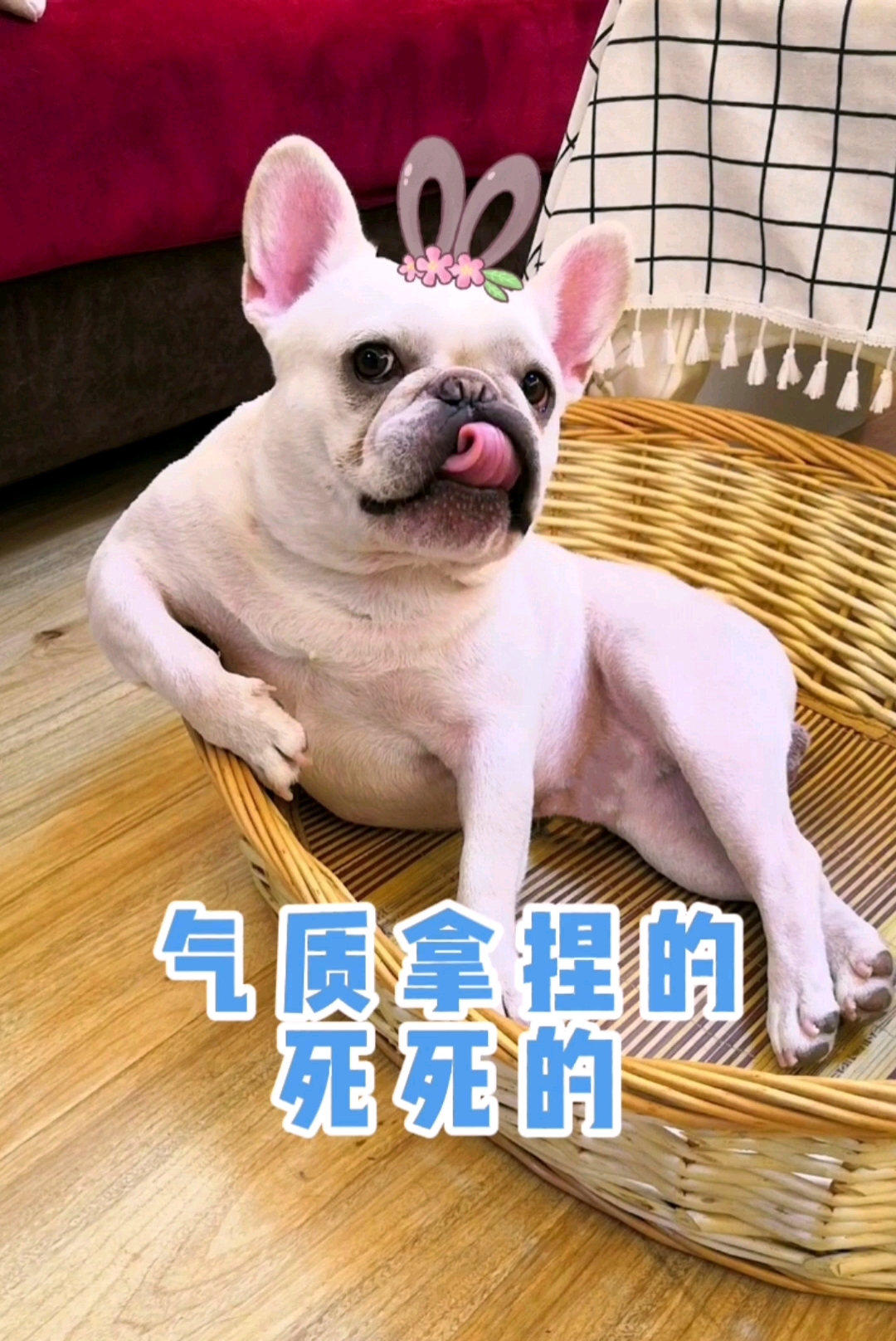 搞笑萌宠#妖娆的气质拿捏的死死的