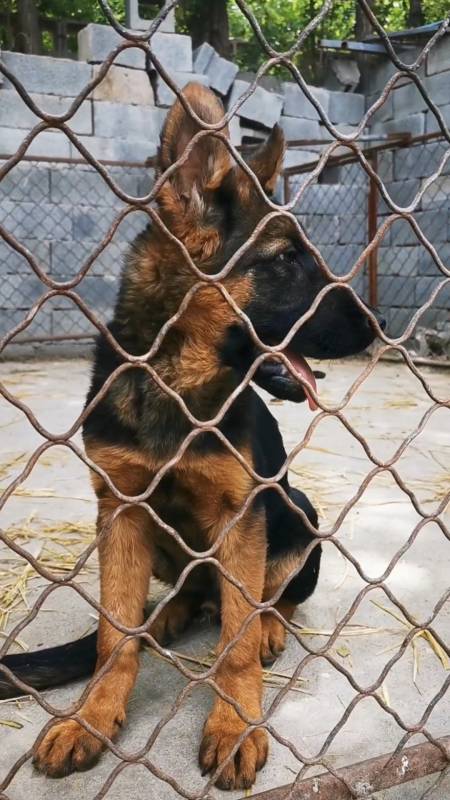 德牧弓背犬德牧幼犬德牧弓背幼犬