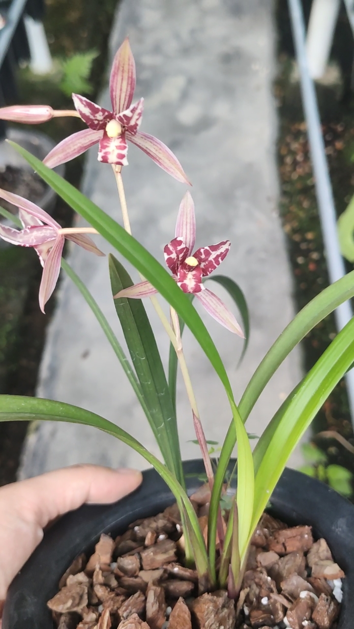 兰花小站#建兰红猫喜欢吗?