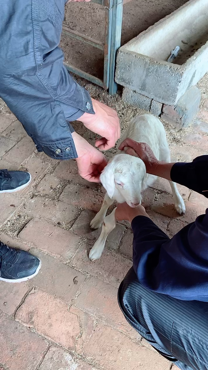 教你给羊注射疫苗养羊人必须要会的技术-全民小视频