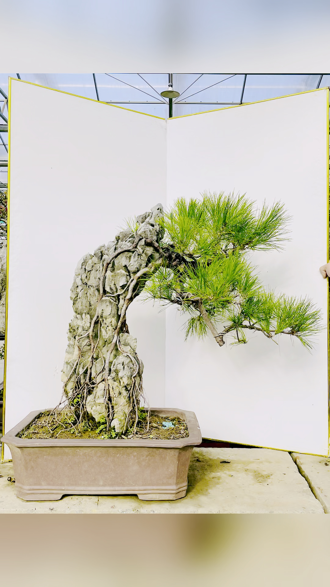 山采的黑松抱石提根