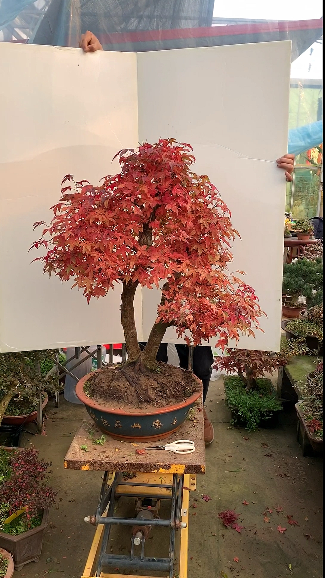 红舞姬红枫盆景