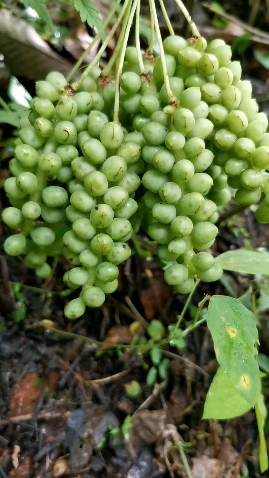 山货也很美#秦岭高山五味子