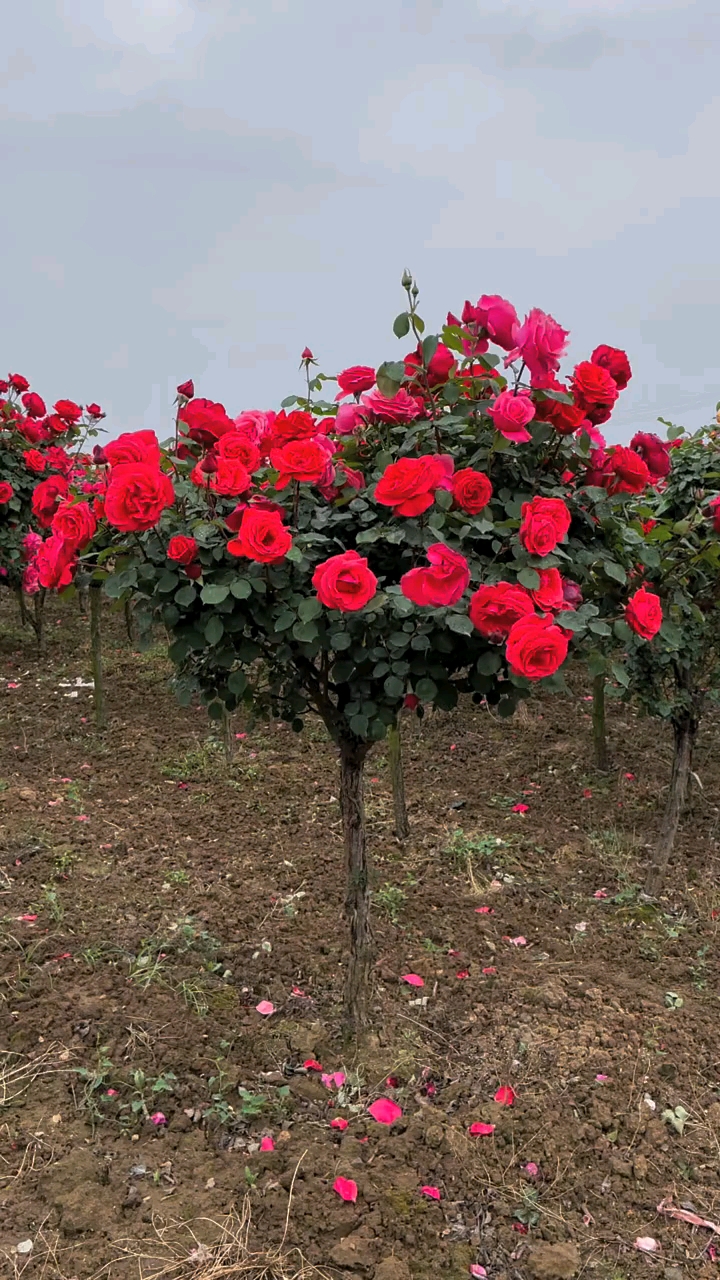 国月大花红粉双色树桩月季