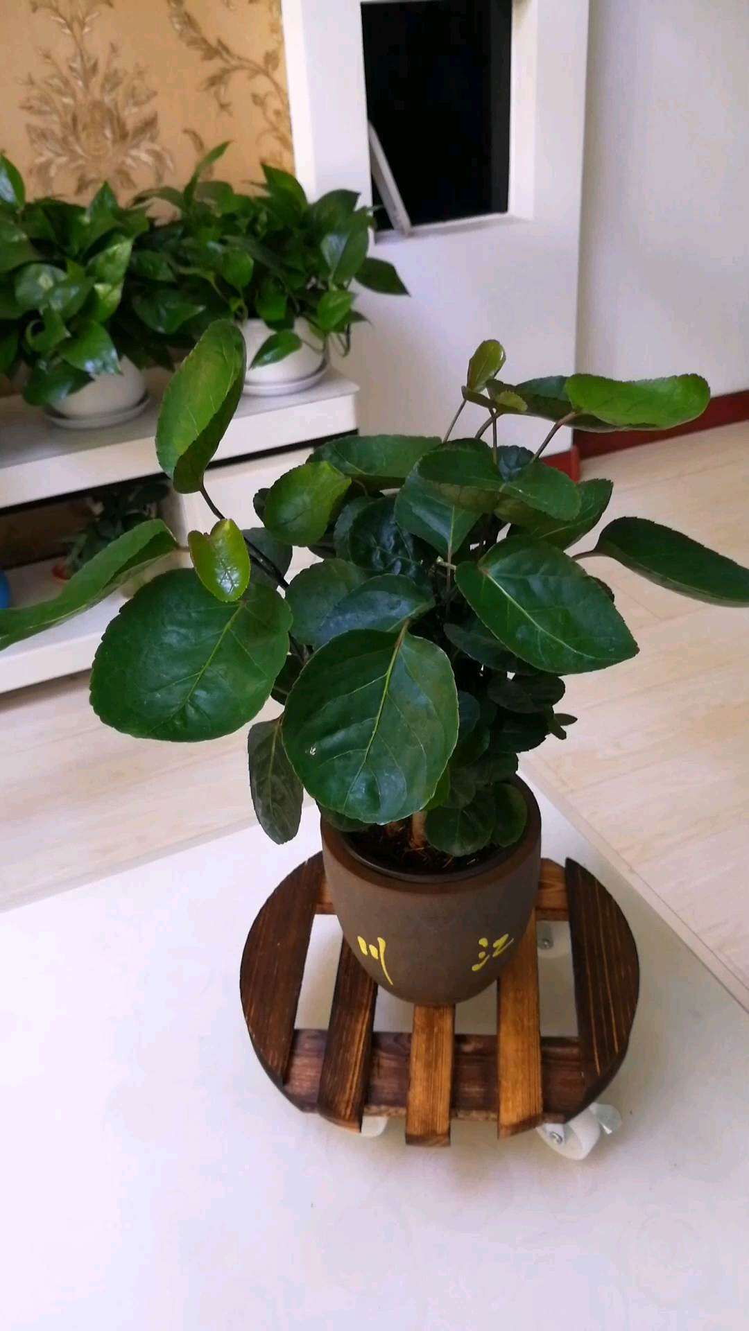 养花#金钱兜的养护知识