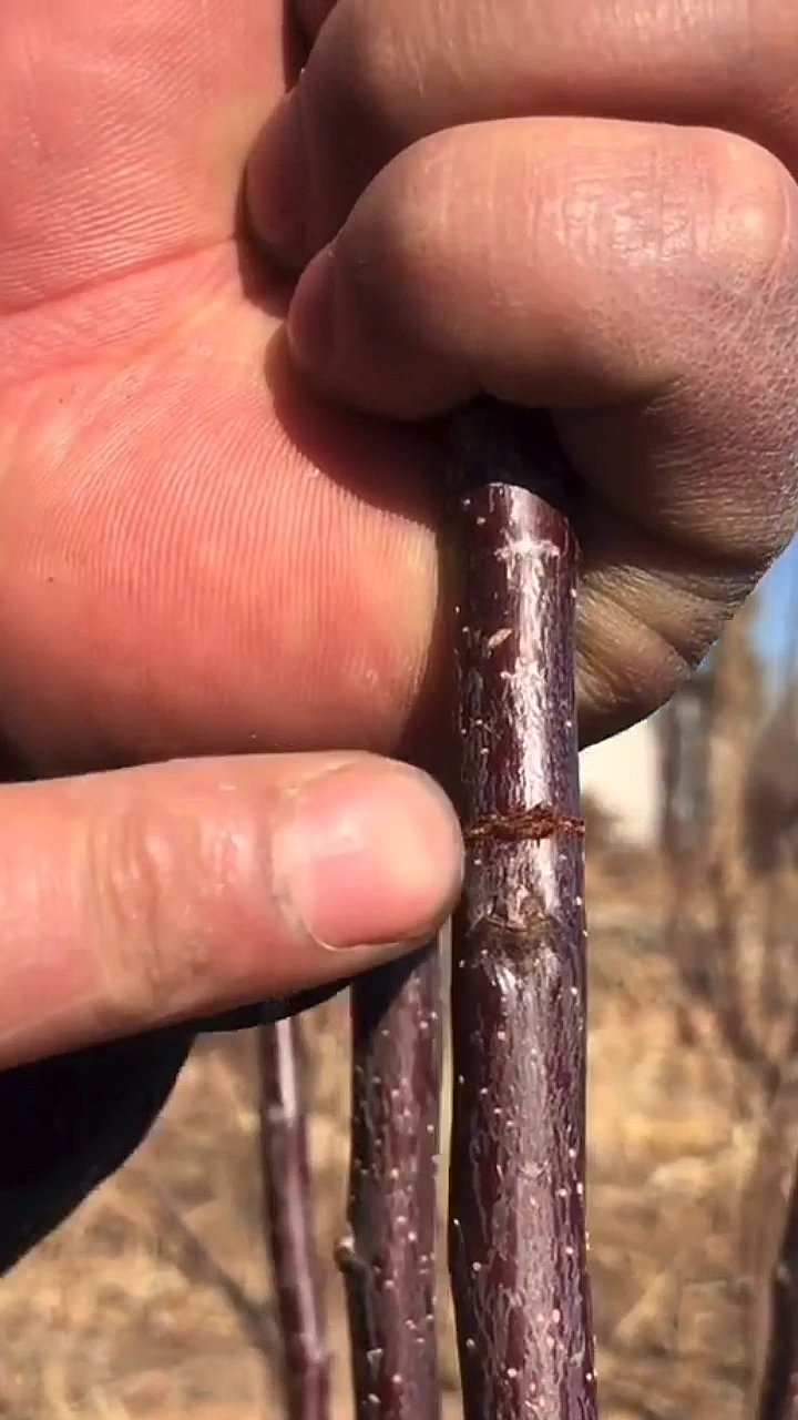 果树刻芽怎么刻?