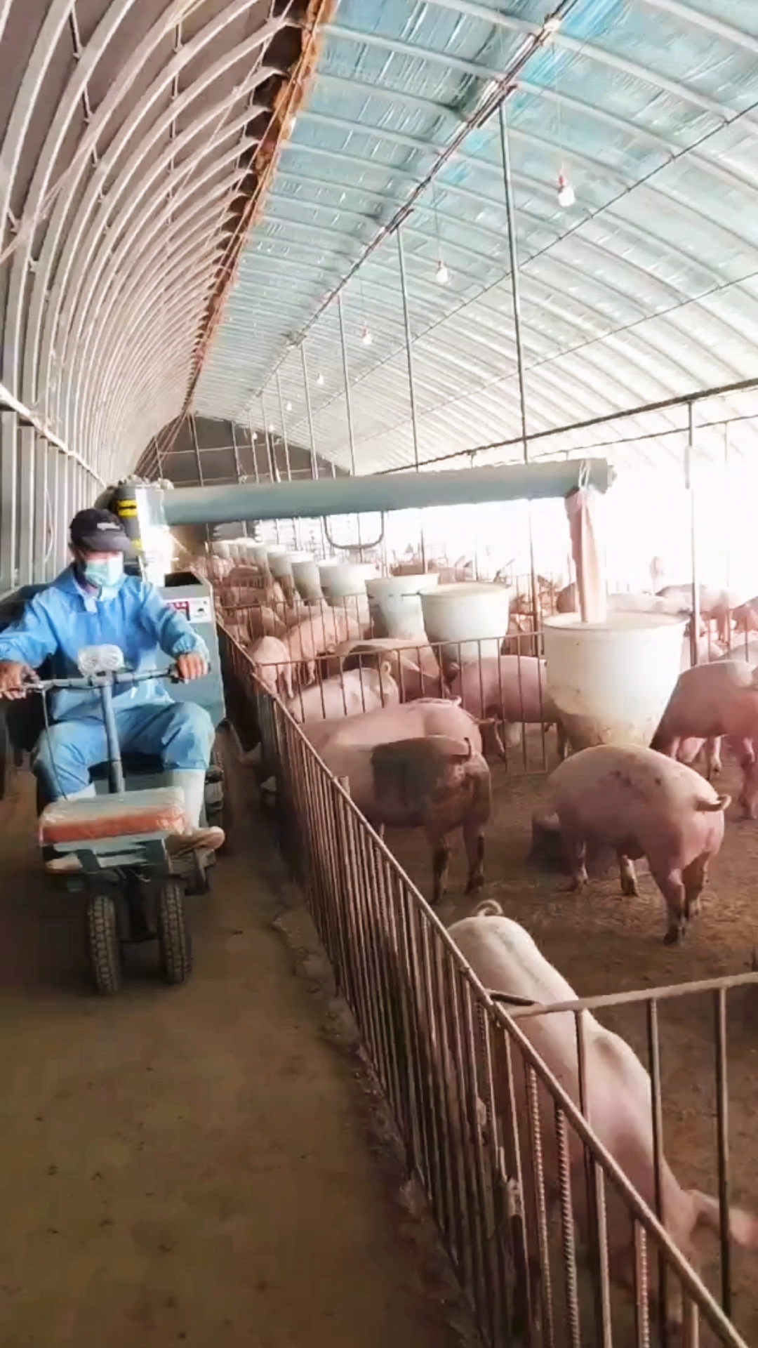养猪设备#自动喂料车,一个人轻松喂两千头猪#养猪#养猪场#养猪大棚
