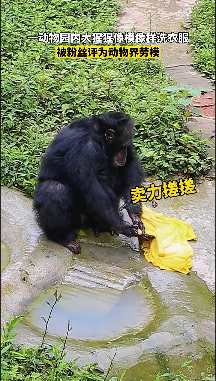 一动物园内大猩猩像模像样洗衣服被粉丝评为动物界劳模