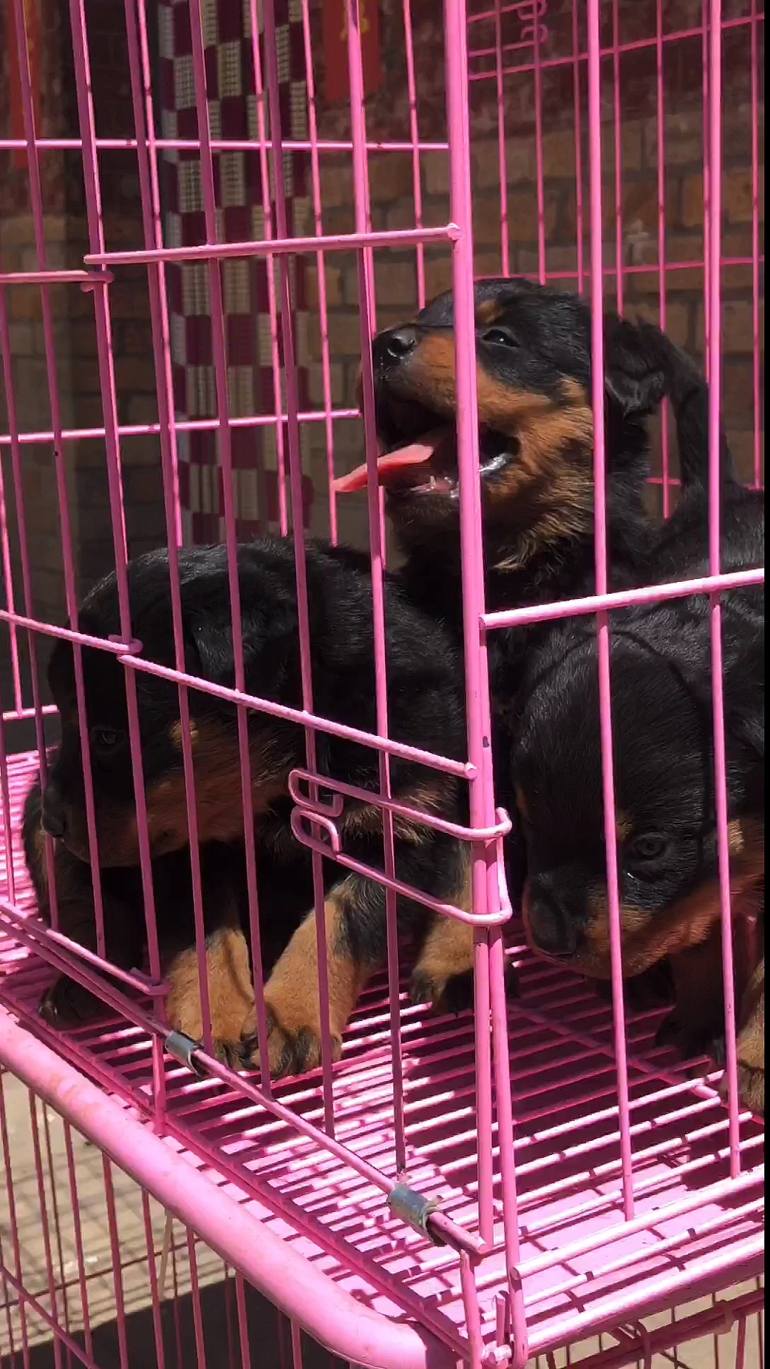 我要上热门#刚刚满月的罗威纳幼犬