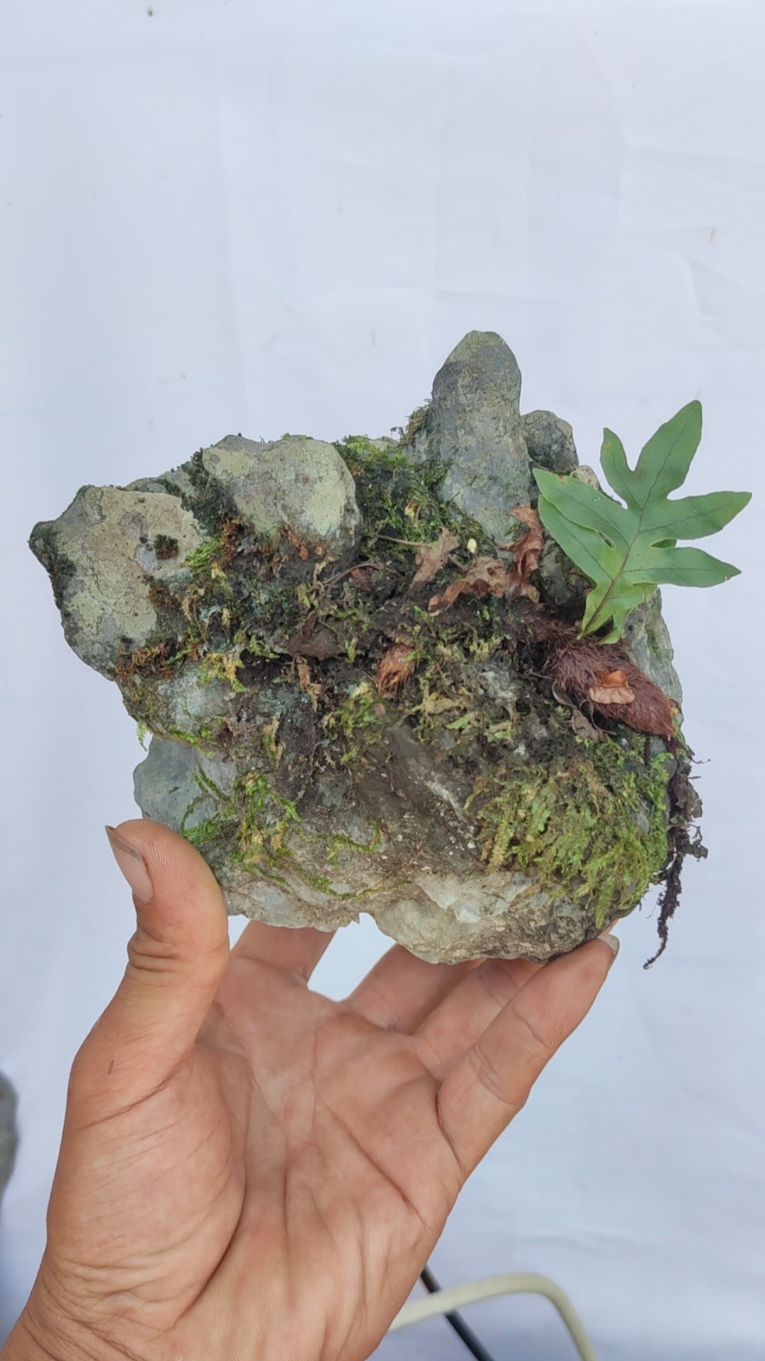 千奇百怪盆景桩#天然骨碎补附石小精品!