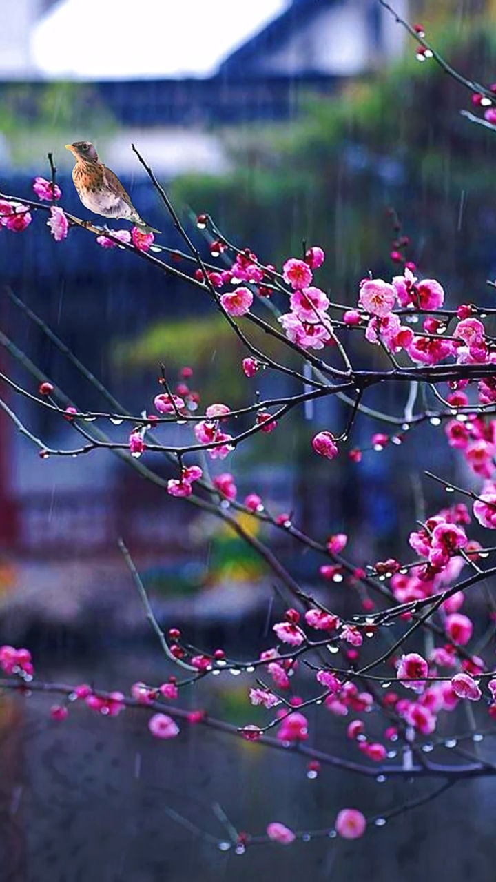 梅花#寒雨潇潇奈何天,红梅一束映眼帘.