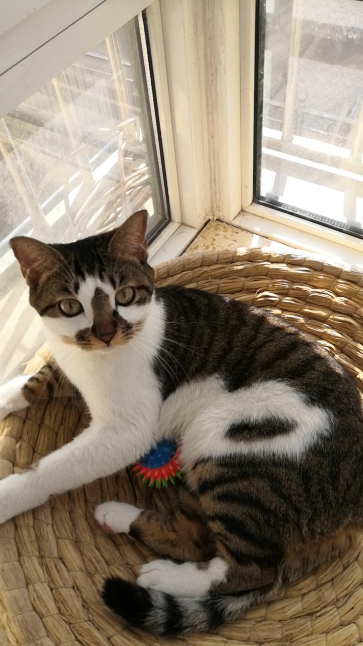 混血狸花猫#大:哎呀别动了!～嘁