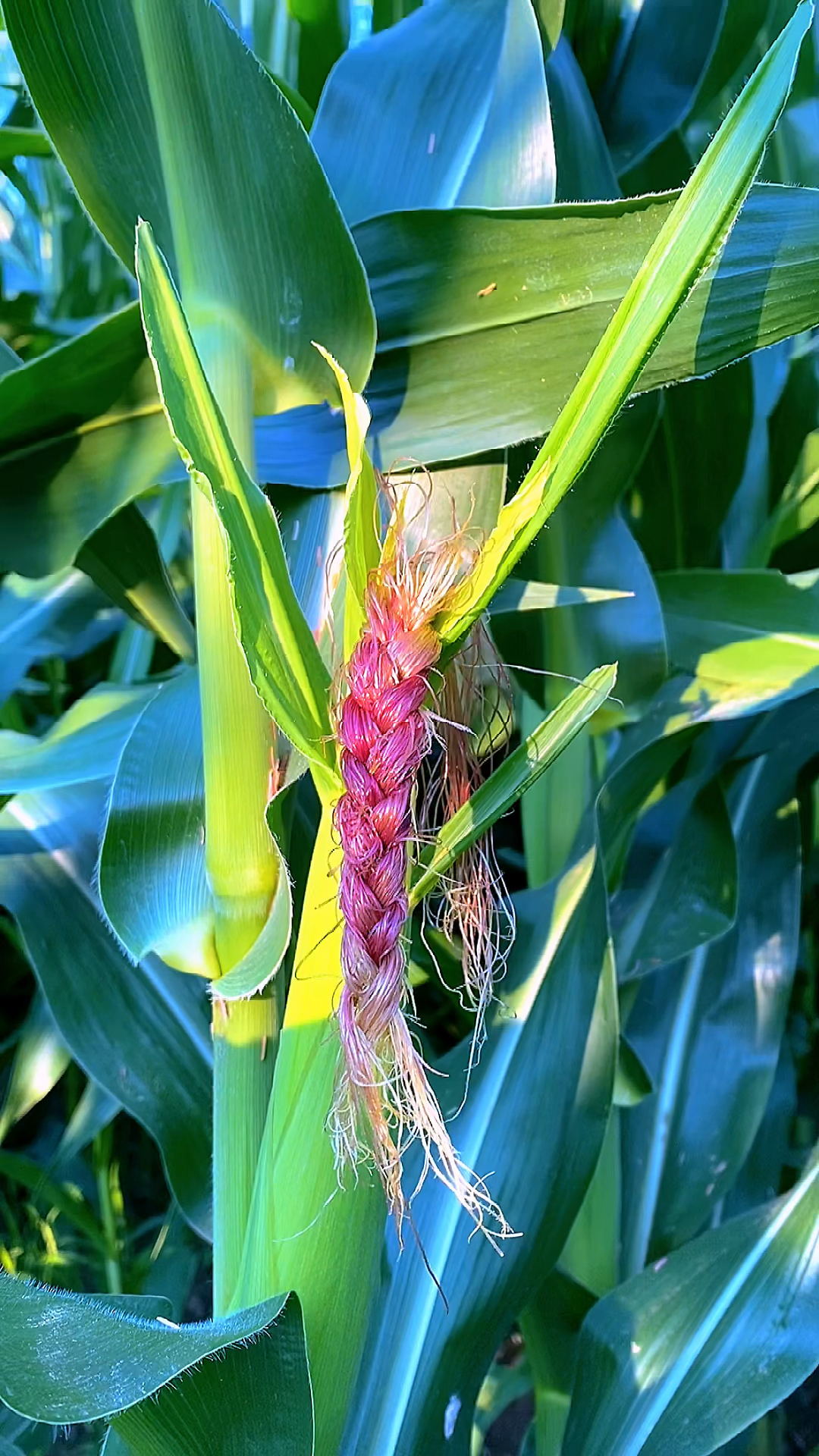 破壳计划#玉米胡须