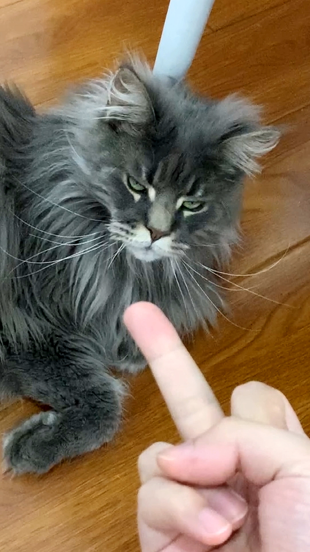 全球通用手势～连猫都懂!